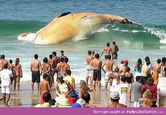 Dead whale being washed up on beach in front of shocked tourists