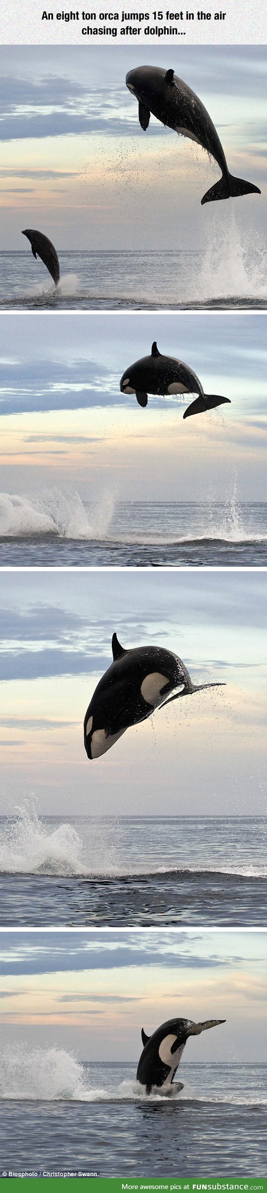 dear me 2nd orca related post in a week