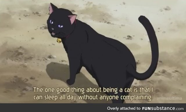 Reason to be a cat