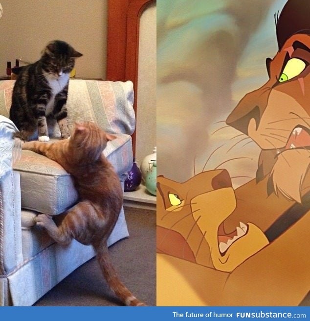 These two cats doing their best Lion King re-enactment!