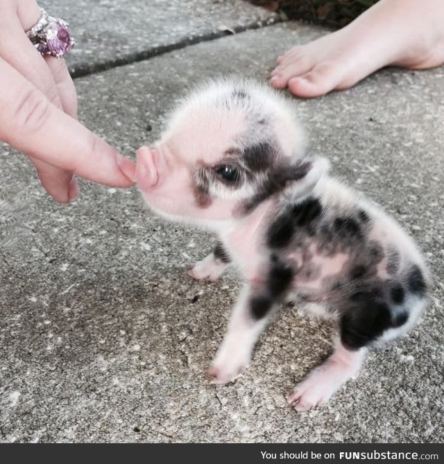 Itty bitty baby piggy