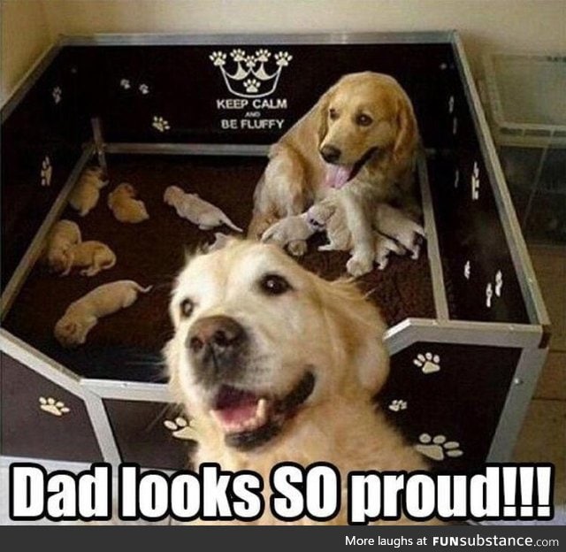 So proud dog