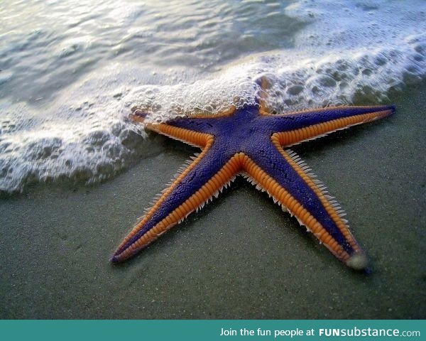 This awesome starfish