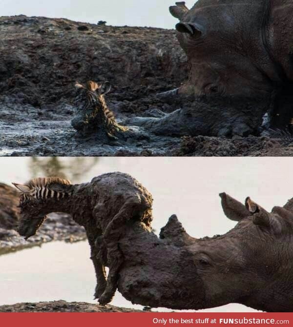 Rhino helps baby zebra