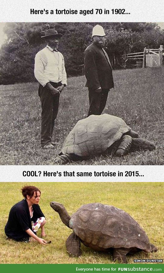 This tortoise has been alive for 183 years