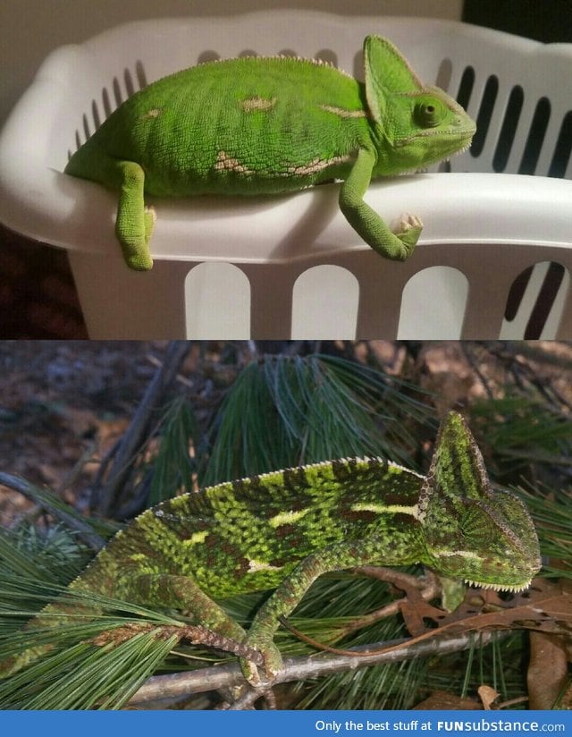 My Chameleon indoors vs. Outdoors