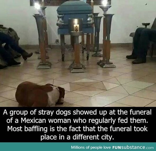 DOGS ARE LOYAL