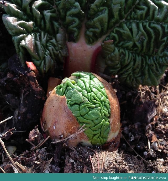 Rhubarb sprouts look like little green alien brains