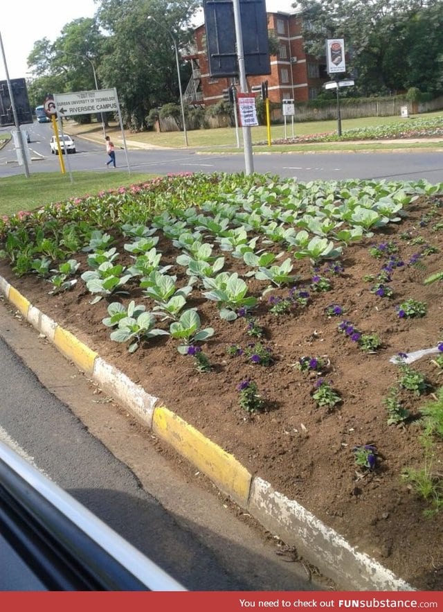 Somebody plants vegetables for the poor on the roads center islands in South Africa
