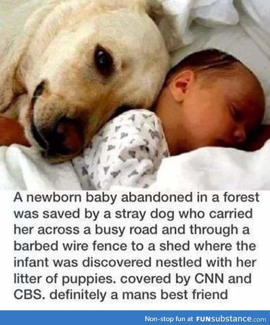 Dog saved abandoned baby