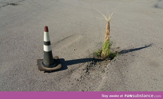 Grass grew up through a traffic cone