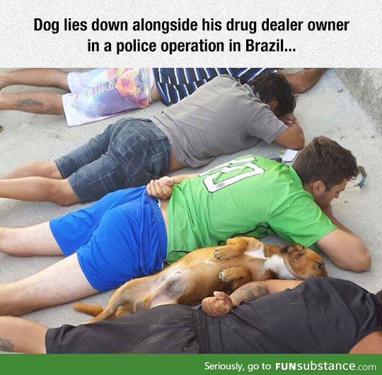 Dogs are always there for you