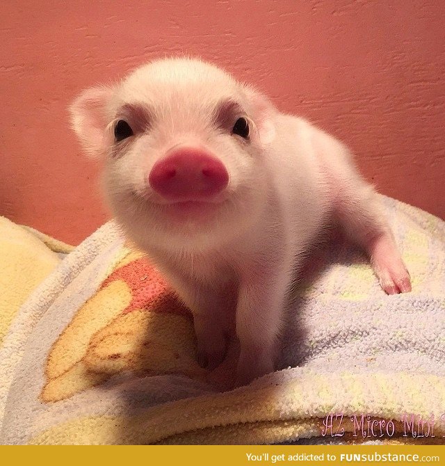 Day 189 of your daily dose of cute: Happy piggy :)