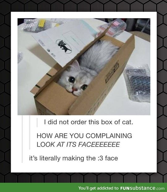 Box of cat