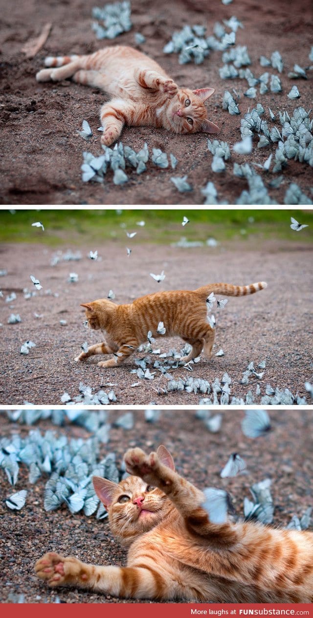 Playing with blue butterflies