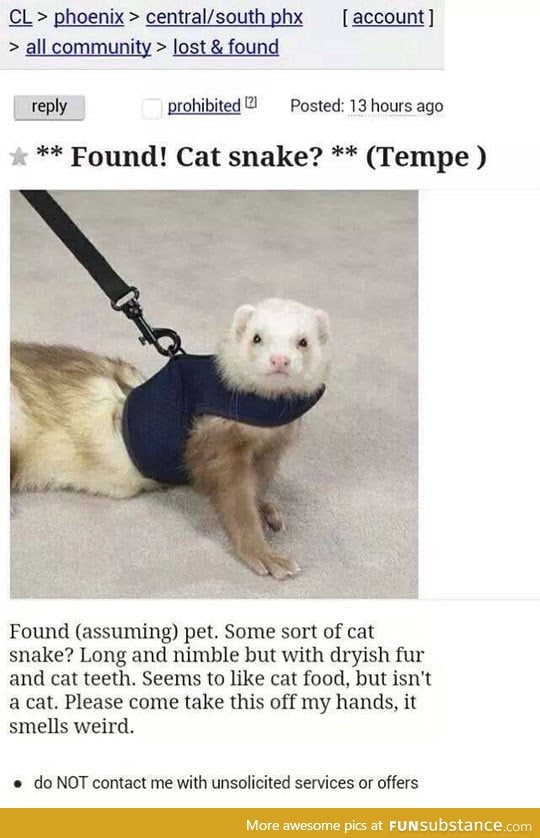 Cat snake found