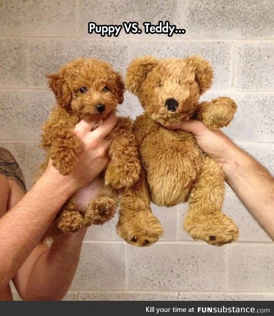 Who's The Puppy?