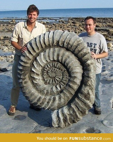 A giant ammonite from millions of years ago