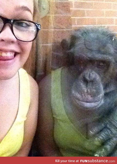 The reflection makes this chimpanzee look like he is wearing her dress