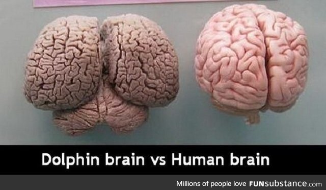 Dolphin brain vs Human brain
