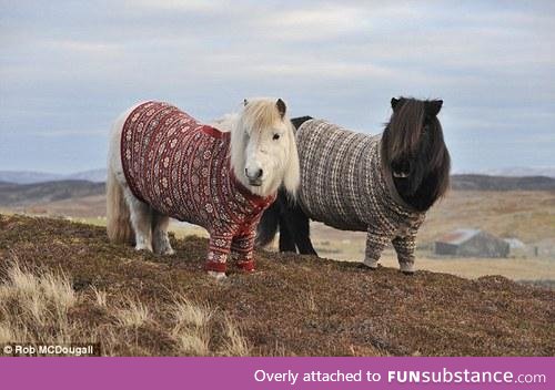 ponies in sweaters, i just can't...