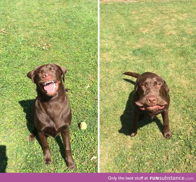 Here's a picture of a dog sneezing. Have a good day