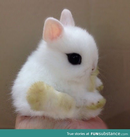 This bunny is a literal puff ball