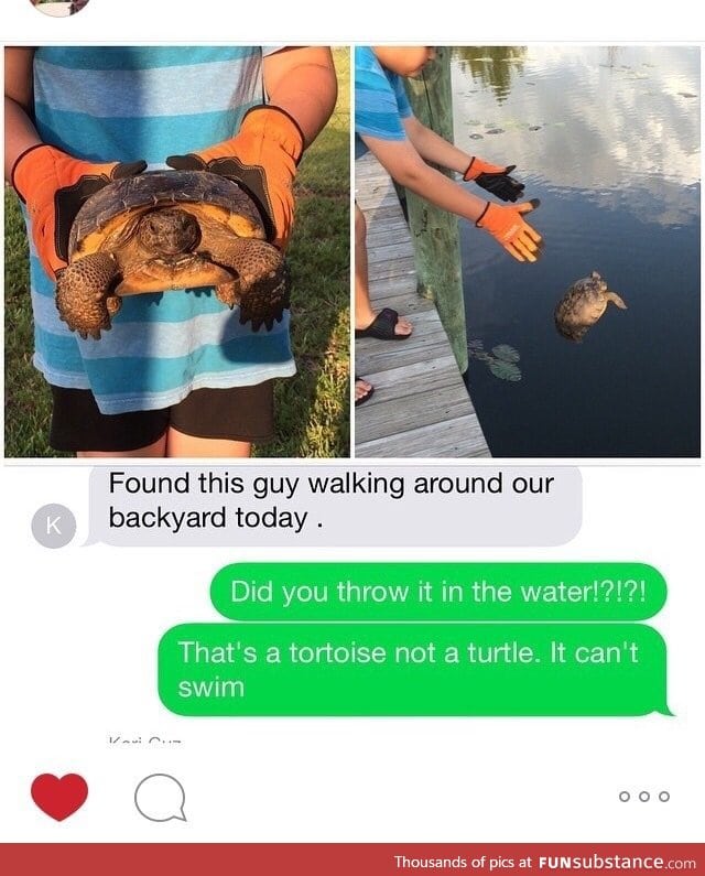 Goodbye tortoise