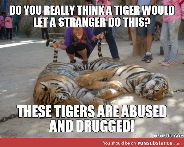 Think before you go and cuddle some tigers!