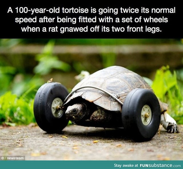 A 100-year-old tortoise is going twice its normal speed