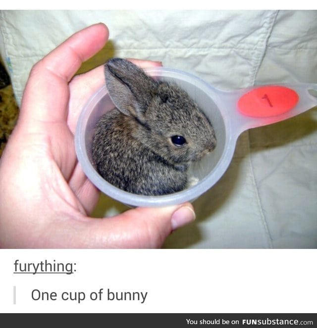 Day 197 of your daily dose of cute: Please don't use the bunny in any recipes