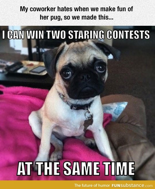 Truth about pugs