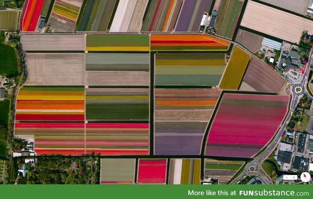 Tulip fields in Netherlands