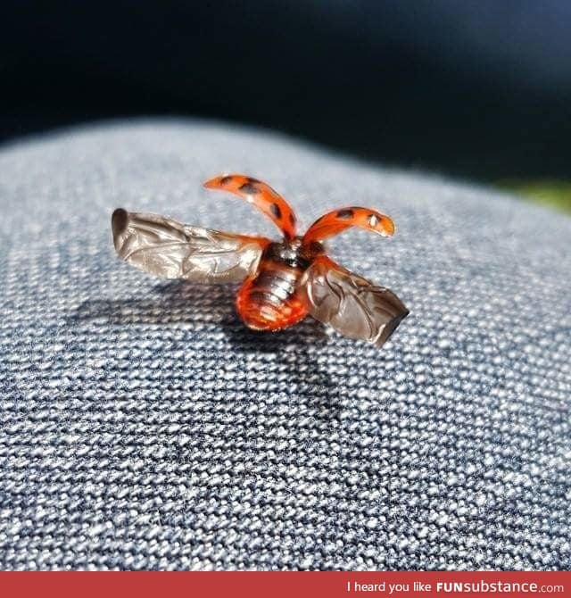 My mate caught a picture of a ladybug before it took flight
