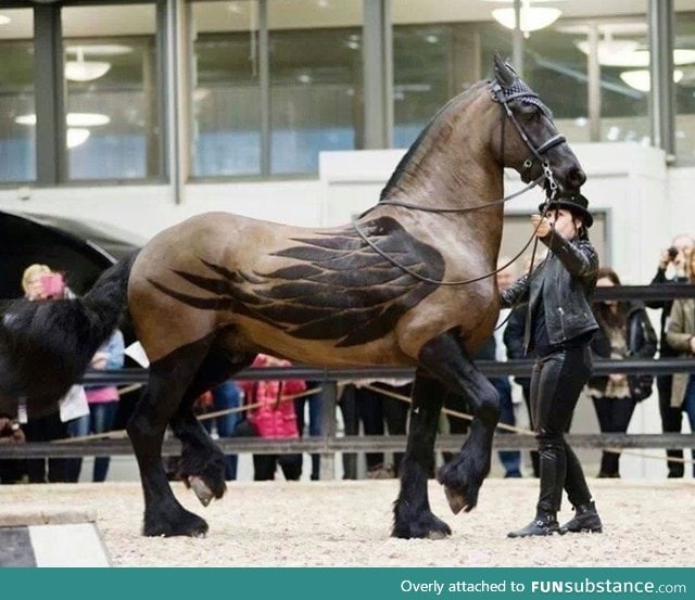 Beautiful clipping design on a horse