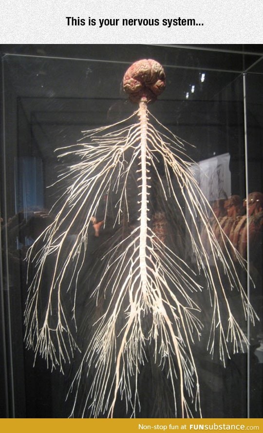 The amazing nervous system