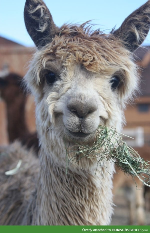 Day 198 of your daily dose of cute: ☺ happy llama ☺