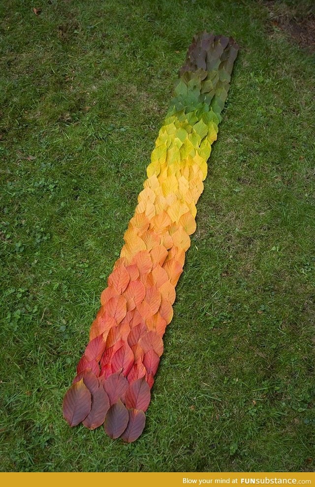 Colour Chart, by Tree