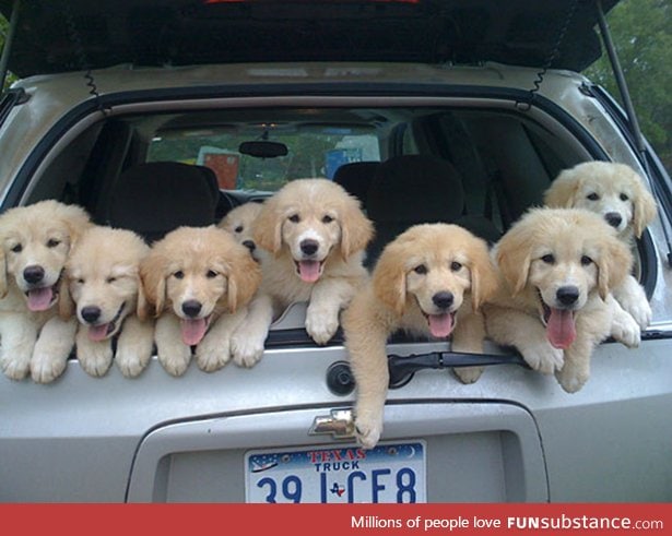 Field Trip!!! (Golden Retriever puppies)