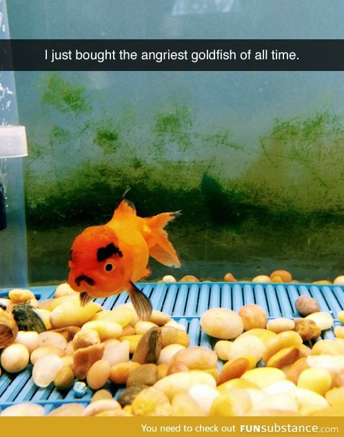 Angry Fishy!
