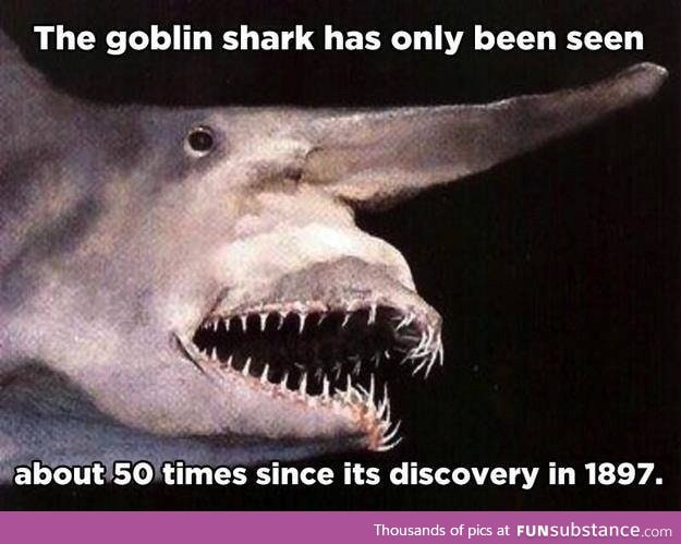 Goblin shark is bite of 87