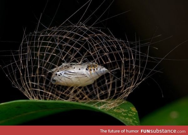 Caterpillar constructs a cage of its own spines for protection during pupation