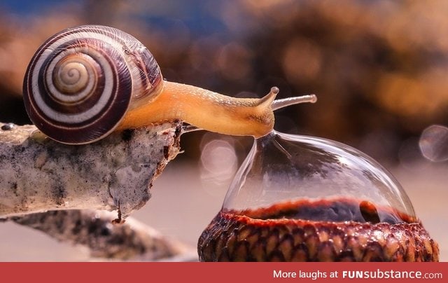 Snail drinking from a bubble