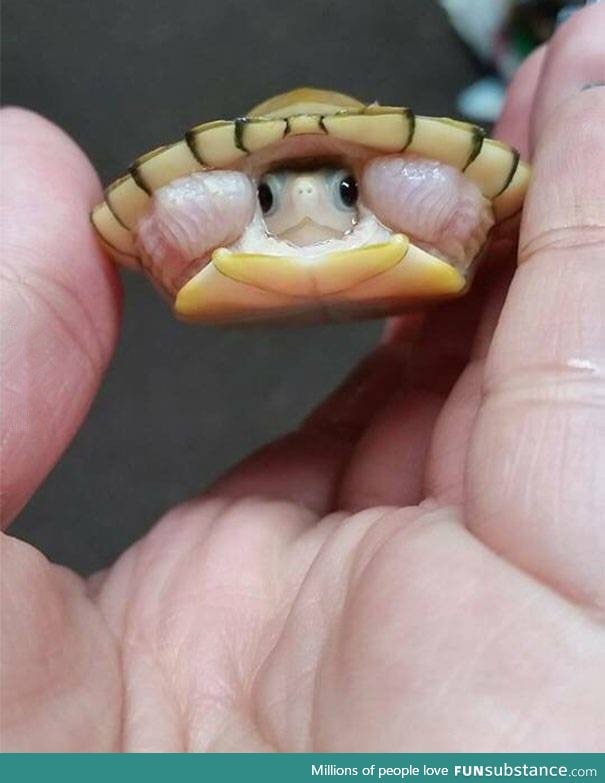Shy baby turtle! Come say HI!