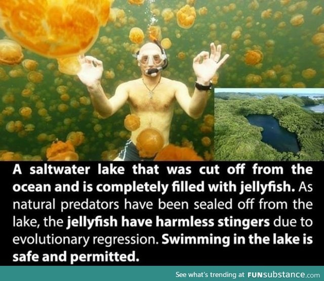 Full of harmless jellyfish