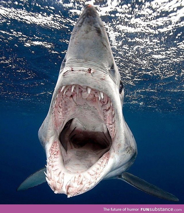 Shark Attack on Photographer Underwater