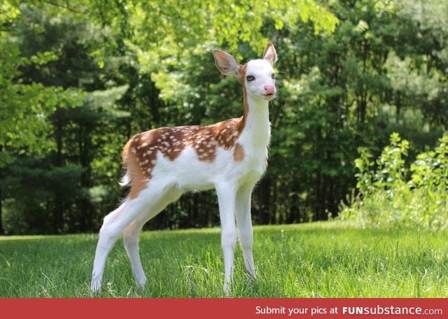 Rare White-Faced Baby Deer