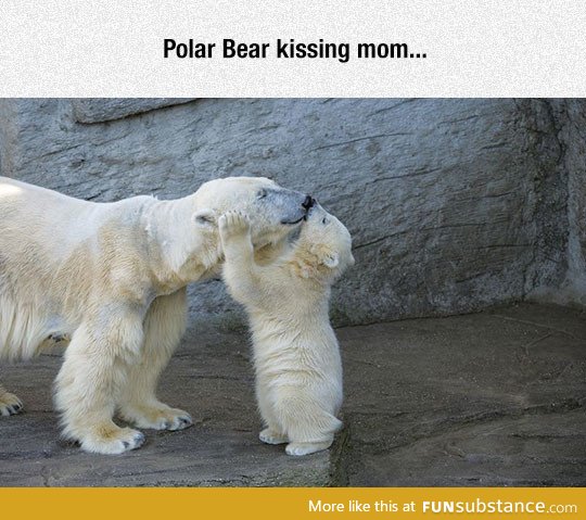 Polar bears are adorable
