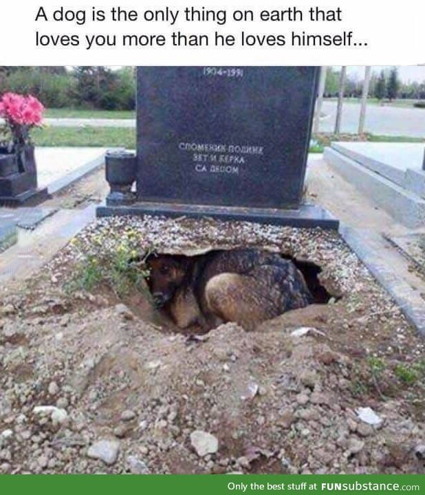 That's why I love dogs