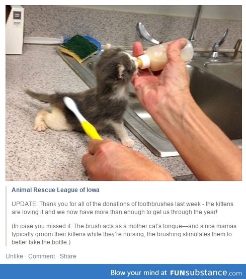 Here's why humane shelters ask for donated toothbrushes